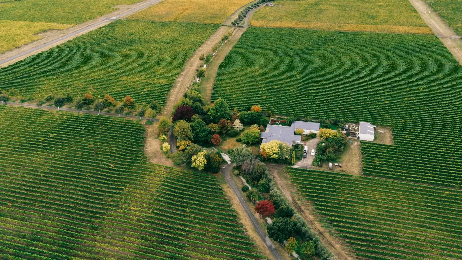 Viñedos en otoño vistos desde el aire